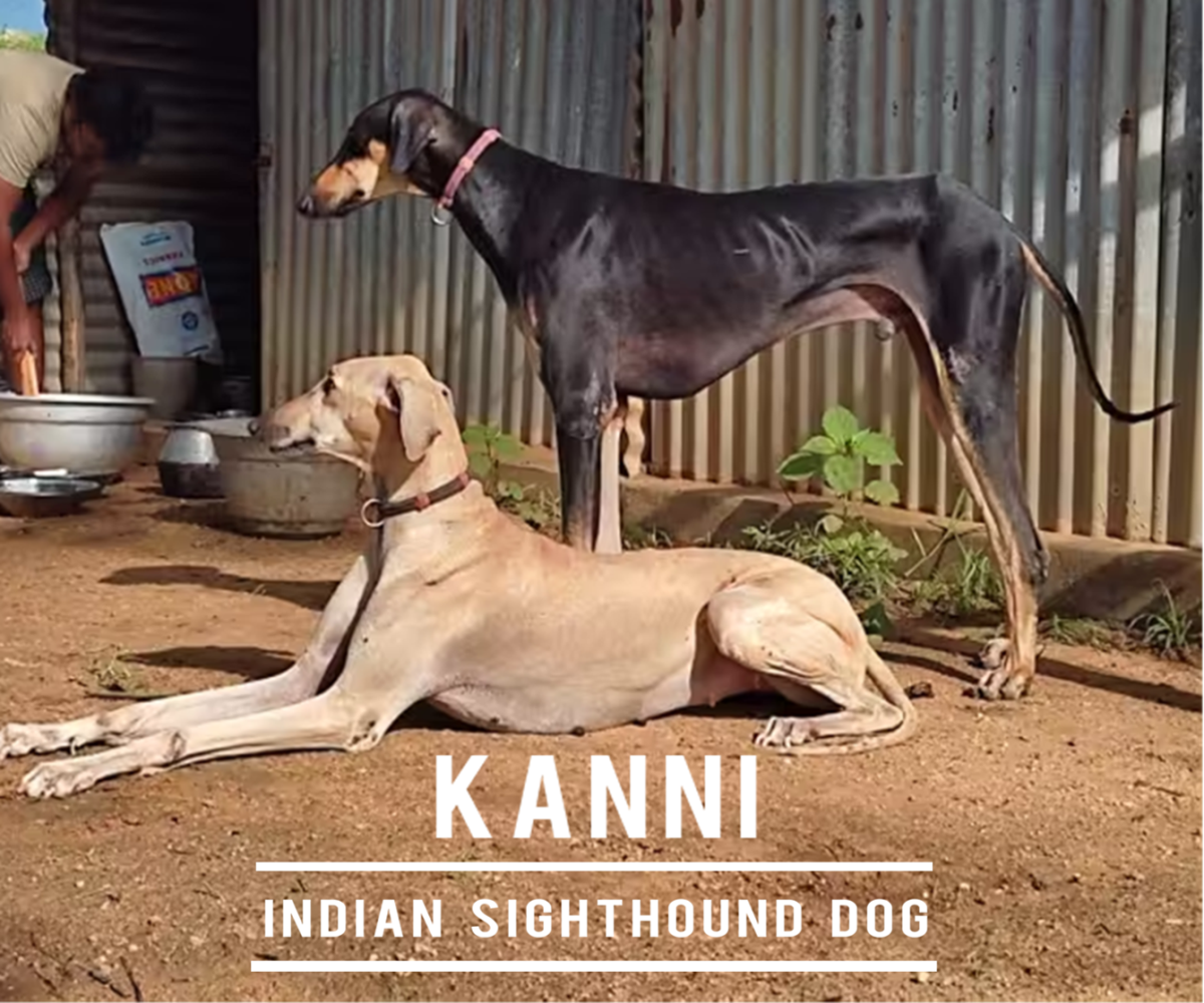 Kanni Dog: Breed Information, Facts and Characteristics