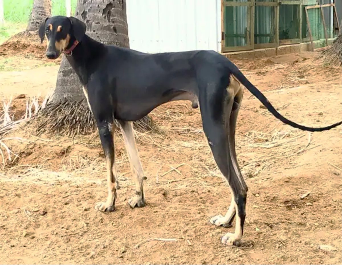 Kanni breed best sale