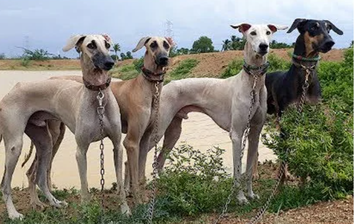Kanni Dog Breed Information Facts And Characteristics HubPages Kanni Dog Breed Information Facts And Characteristics HubPages