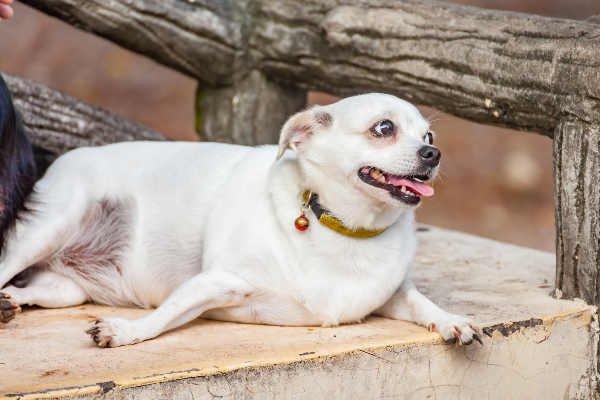 Can Dogs Get Cancer From Being Overweight PetHelpful