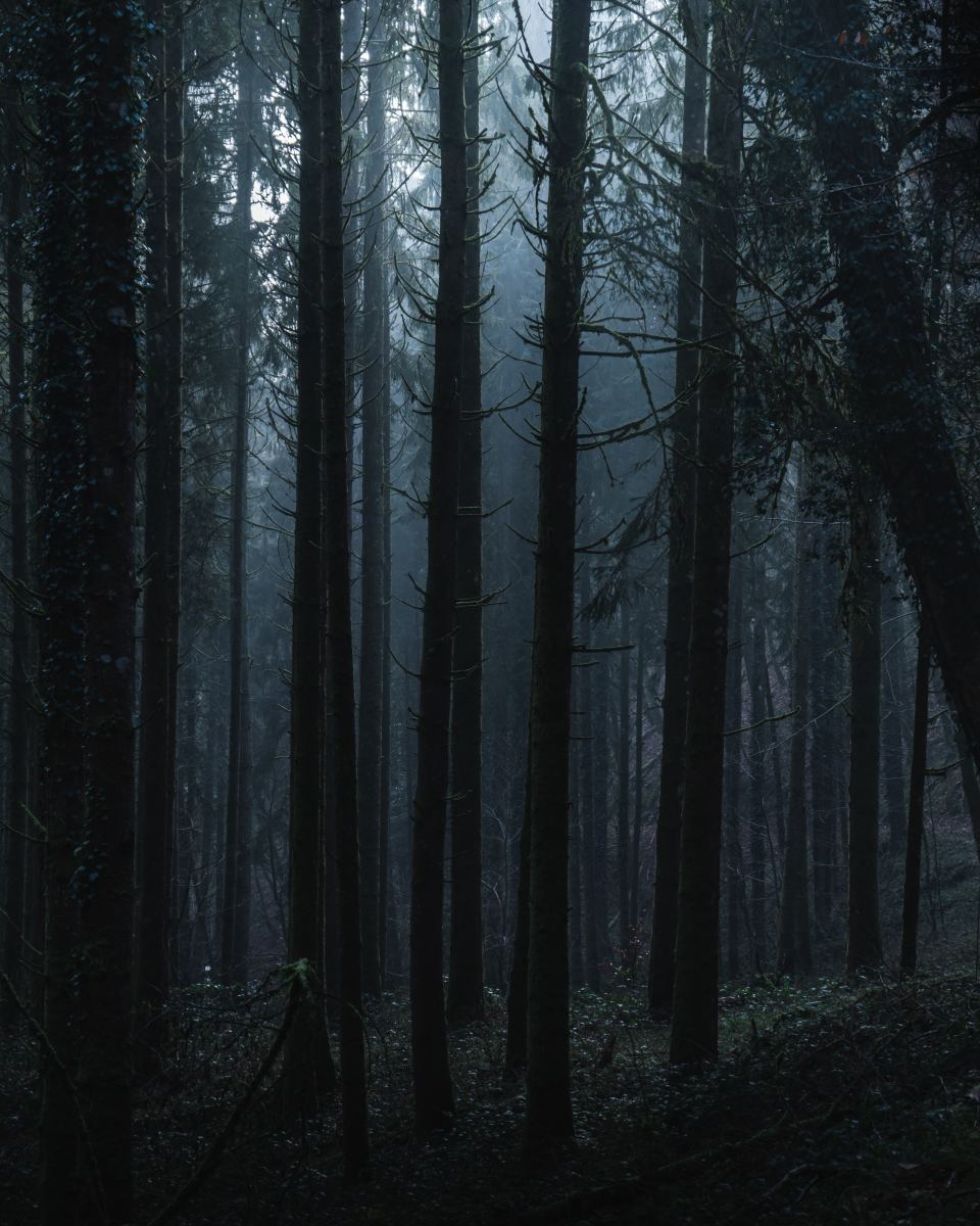 5 Most Haunted Forests in the World - Exemplore