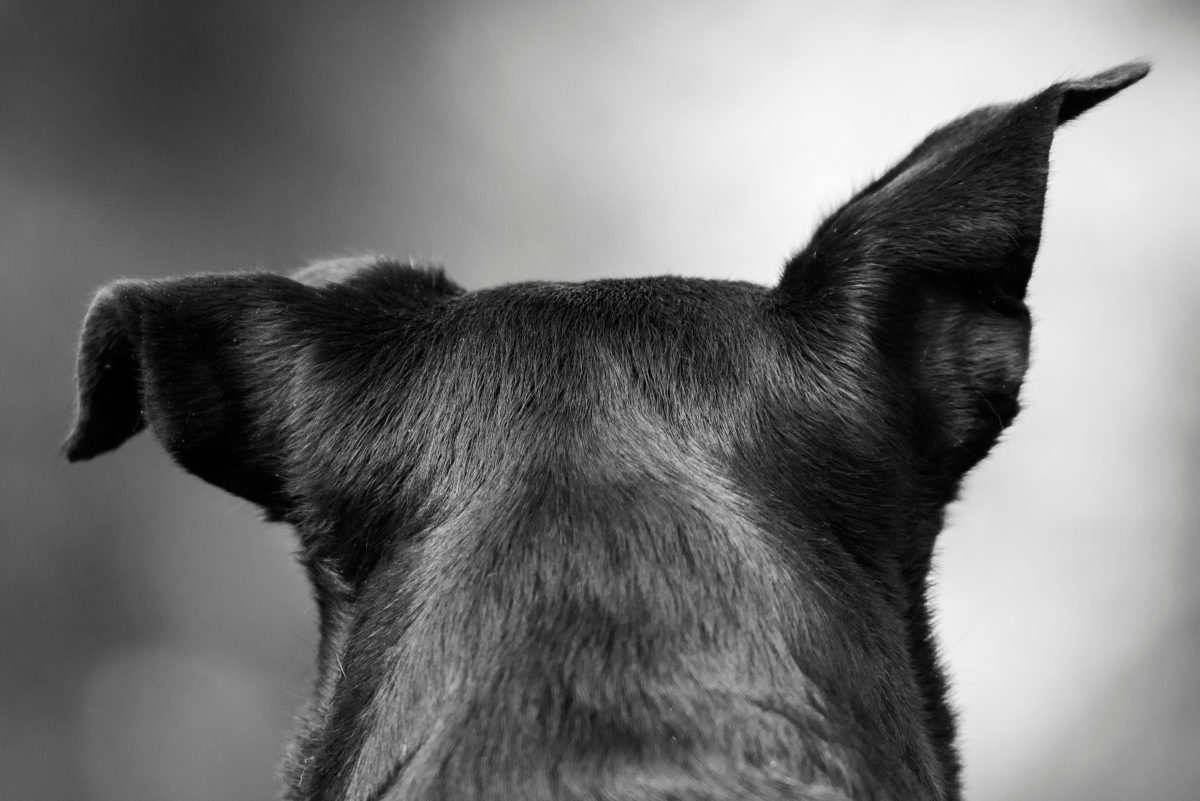 Can Monistat Treat Your Dog's Ear Infection?