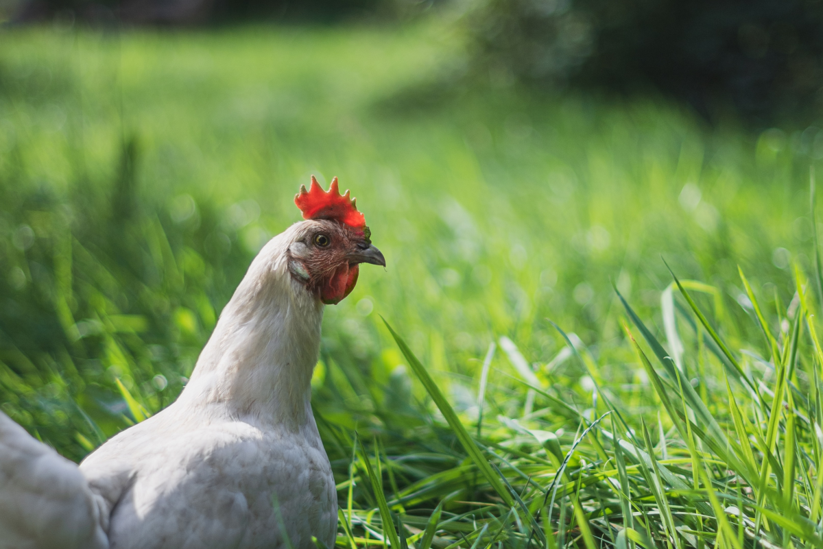 How Much Water Do Chickens Need to Drink Per Day?