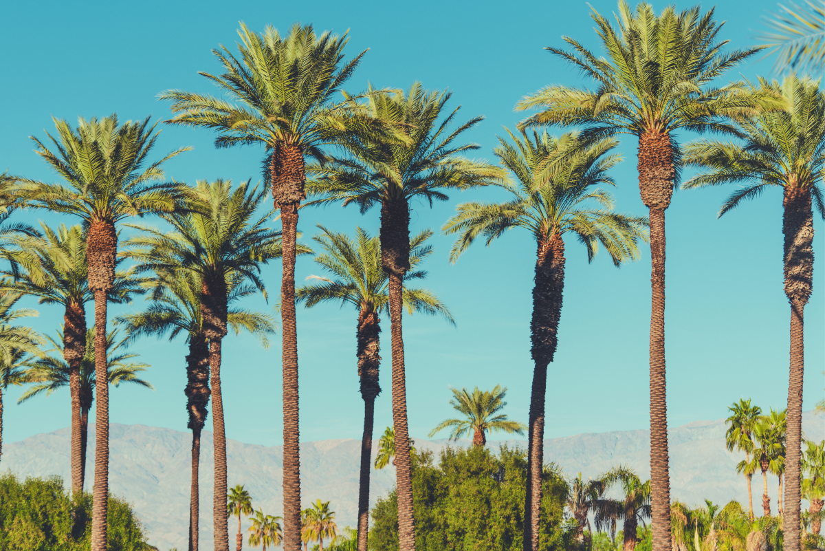 Interesting Facts About the Date Palm Tree - Owlcation