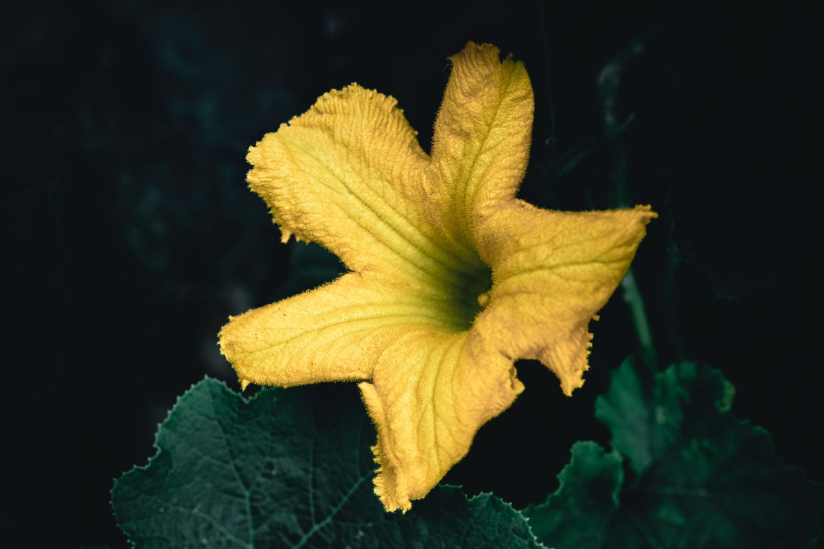 Why Flowers Fall Off of Zucchini Plants