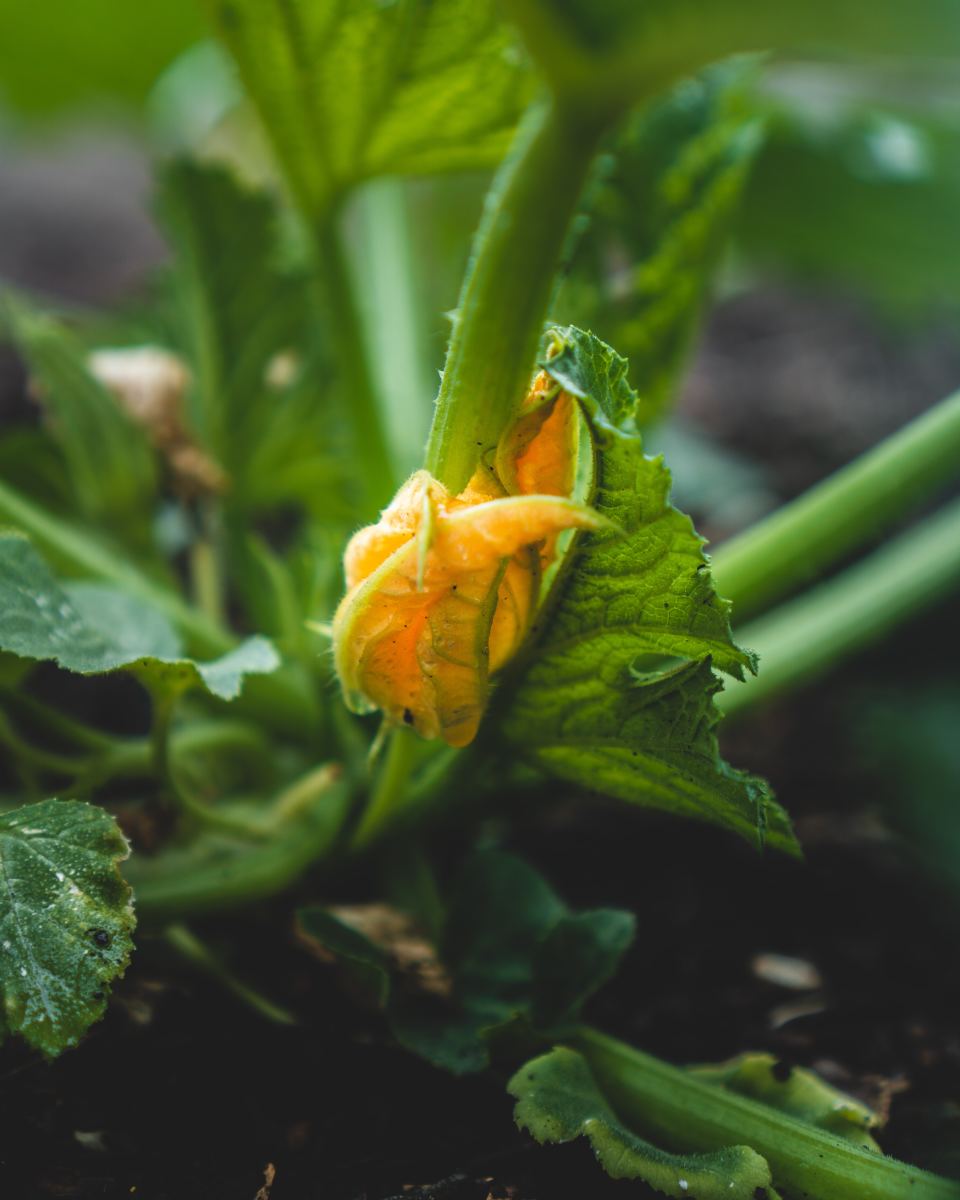 Why Flowers Fall Off of Zucchini Plants Dengarden