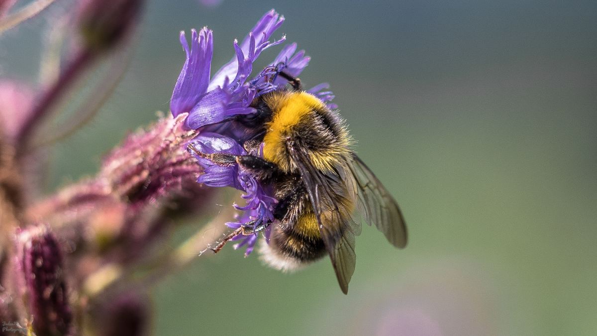 Why Flowers Fall Off of Zucchini Plants Dengarden