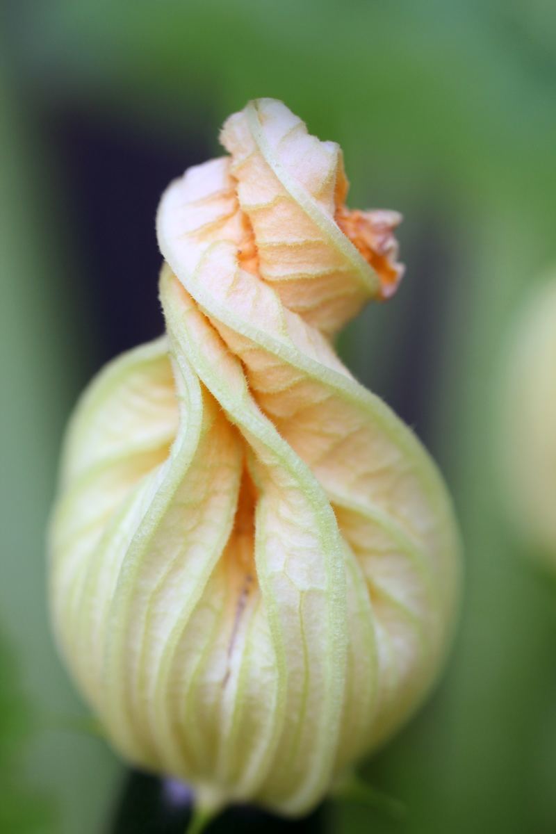 Why Flowers Fall Off of Zucchini Plants Dengarden