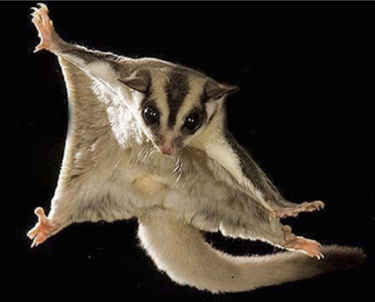 Mammals That Glide: Colugos, Flying Squirrels & Sugar Gliders