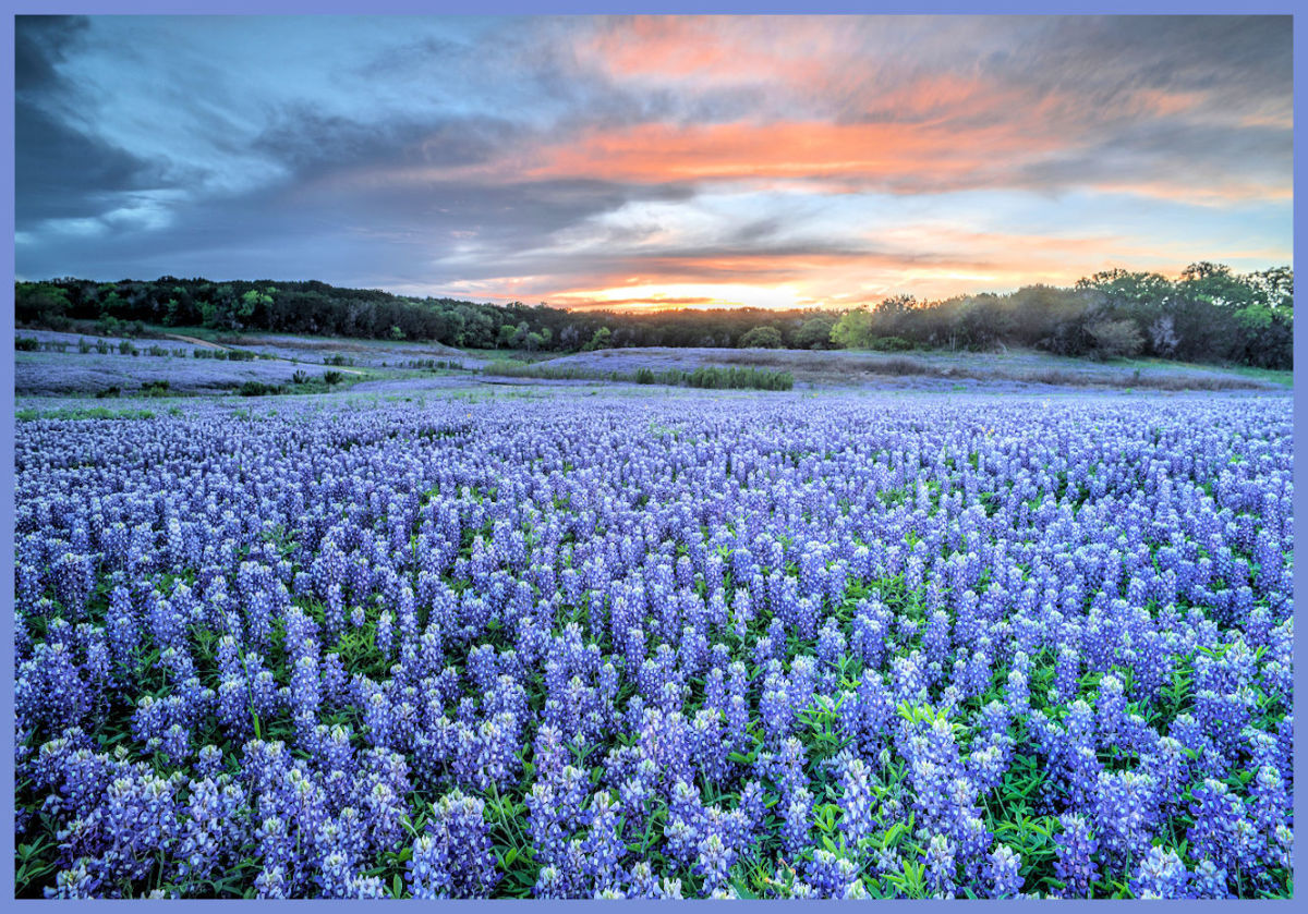 Discover Texas Bluebonnets and Wildflowers: A Guide to the Lone Star State's Blooming Beauties