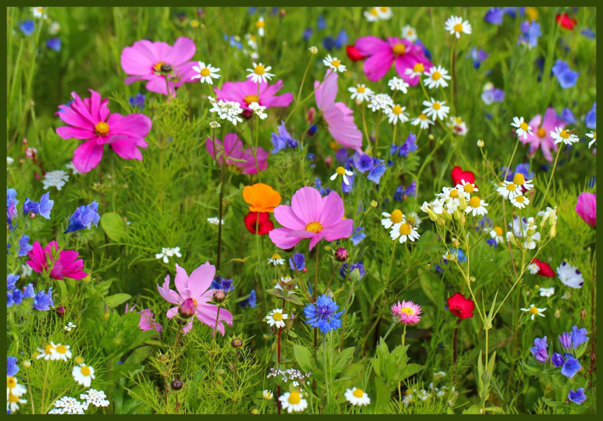 discover-texas-bluebonnets-and-wildflowers-a-guide-to-the-lone-star