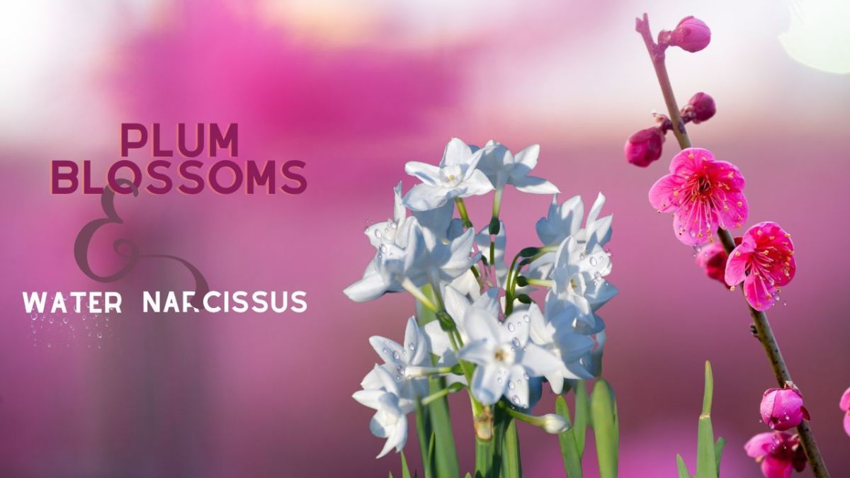 Chinese New Year Symbols of Prosperity: Plum Blossoms and Water Narcissus