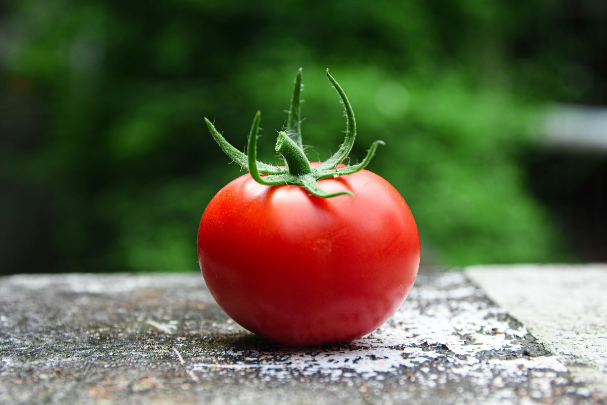 How to Get the Highest Yield and Best Flavor From Tomatoes