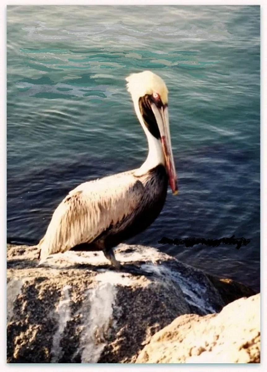 Brown Pelican Pictures + Some Facts and Inspiration for My Linocut Art