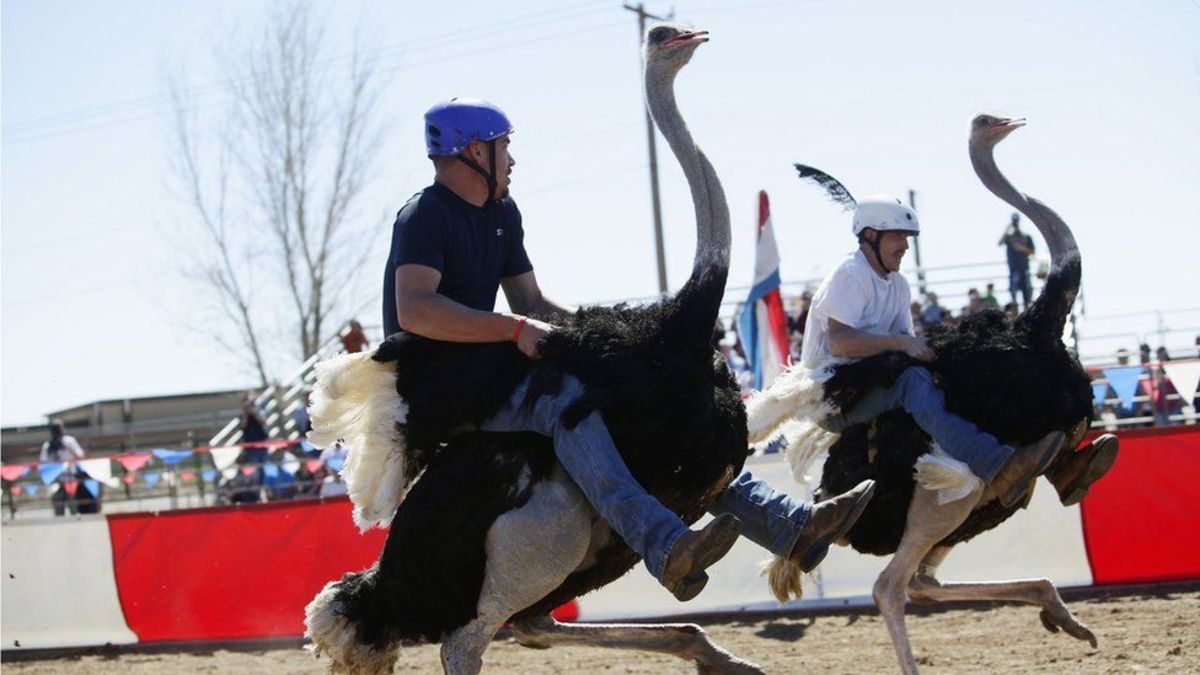 Banned Weird Sports Played With Animals Around The Globe