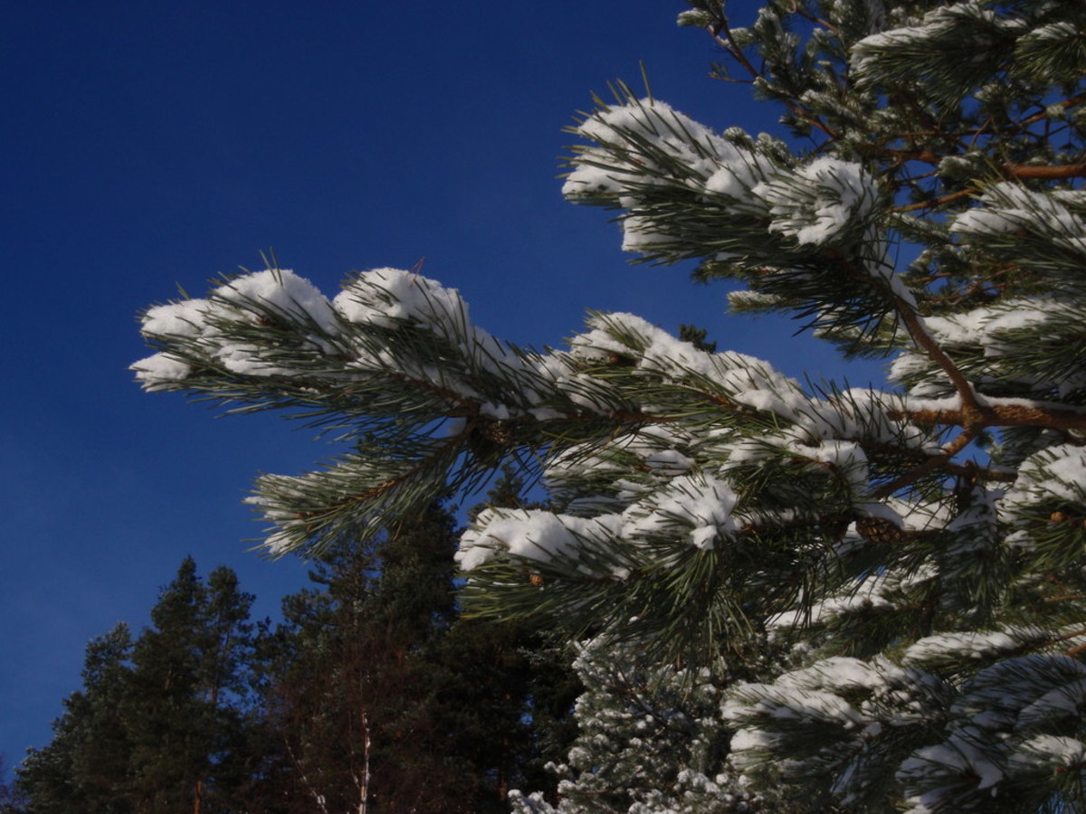 The Fir
