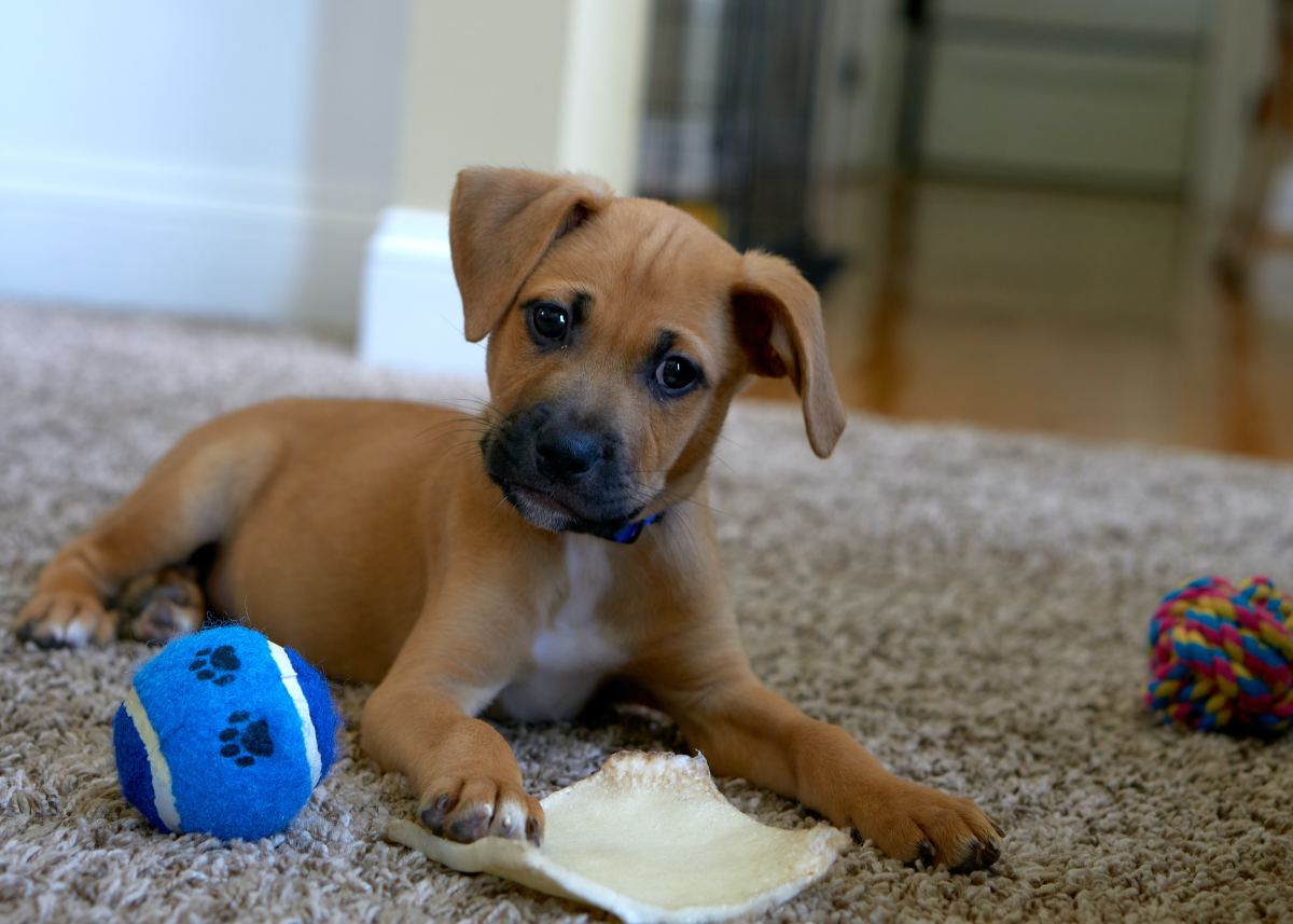5 Ways a Toy Can Divert Your Puppy From Lunging at Your Face