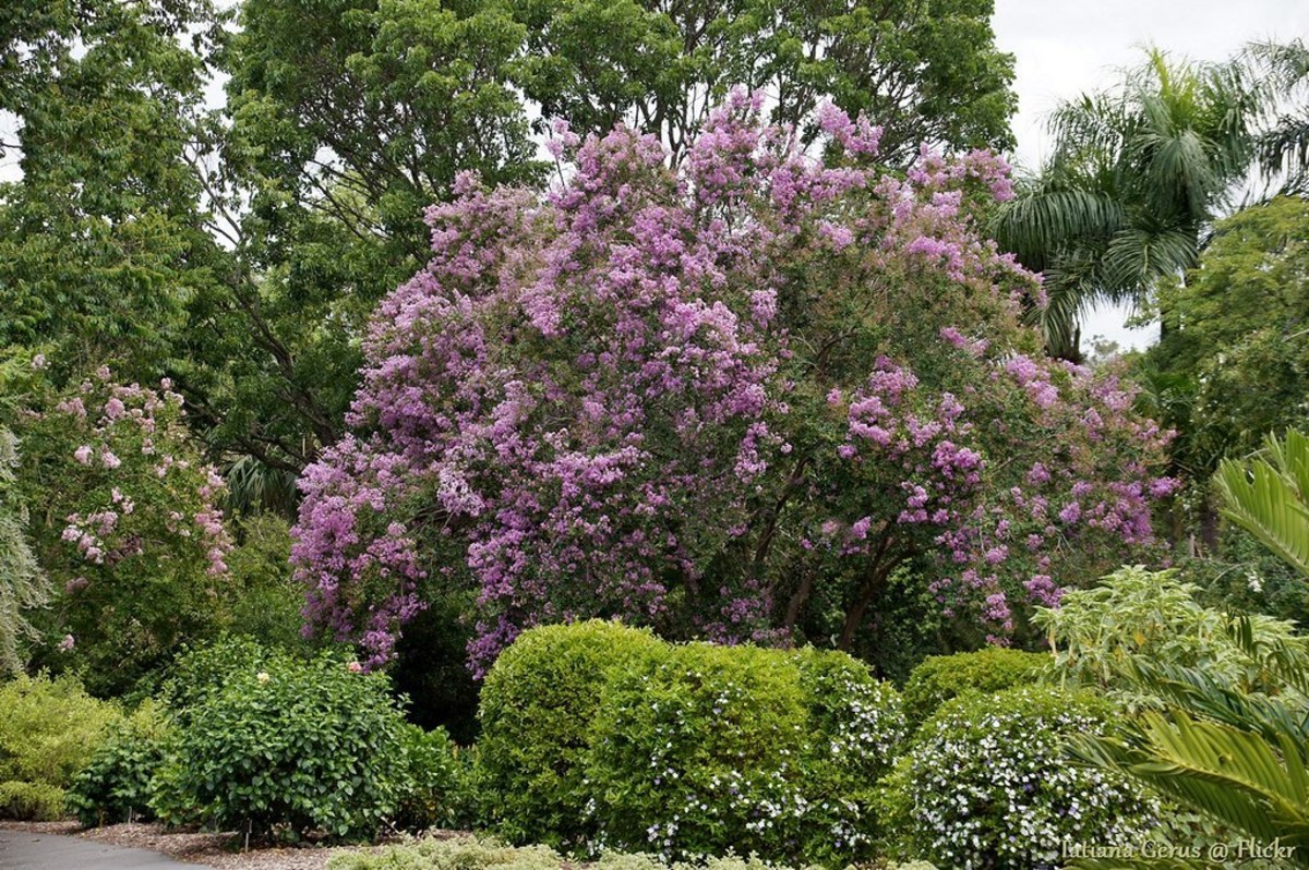 Fertilizing deals crepe myrtles