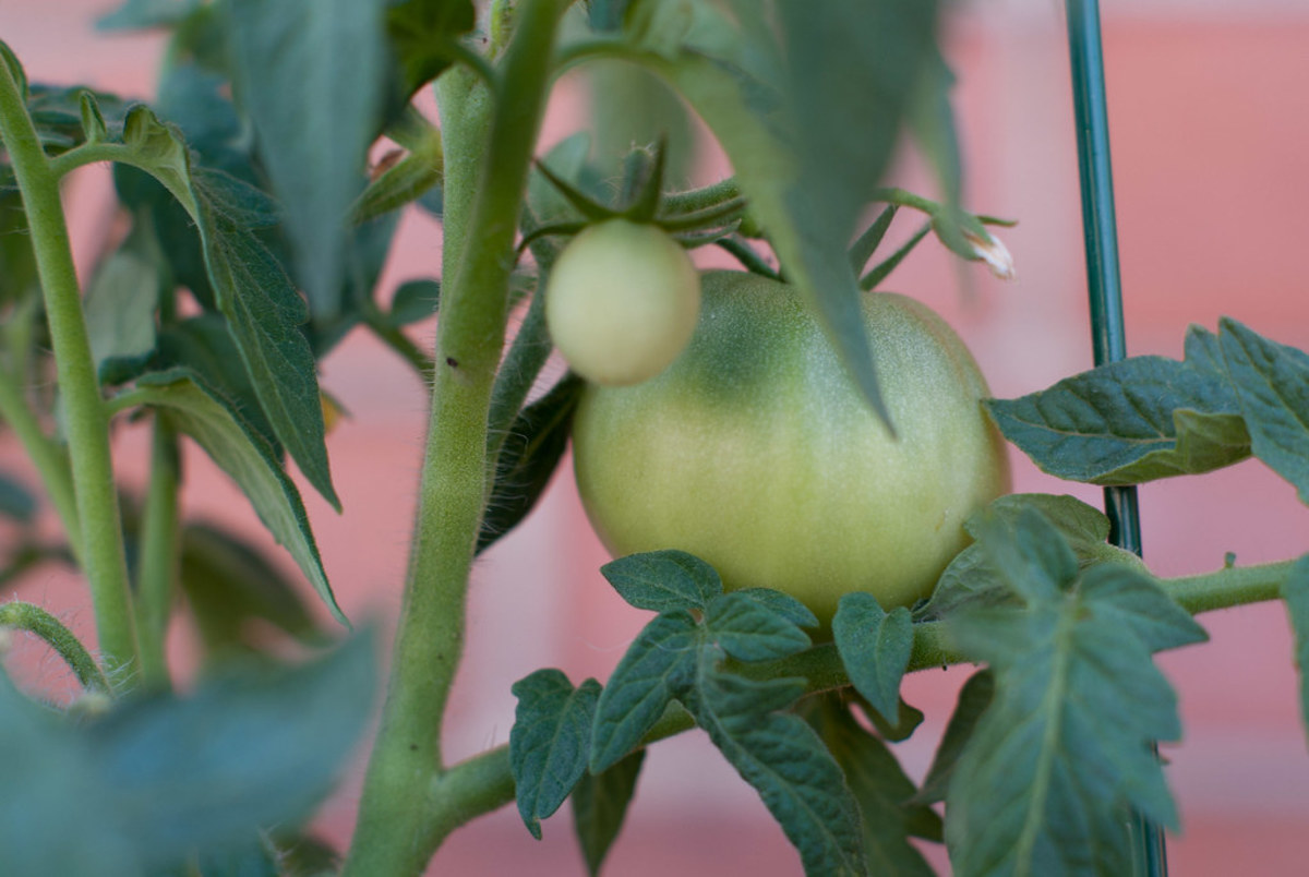 How to Take Care of a Tomato Plant (And How to Grow Them)