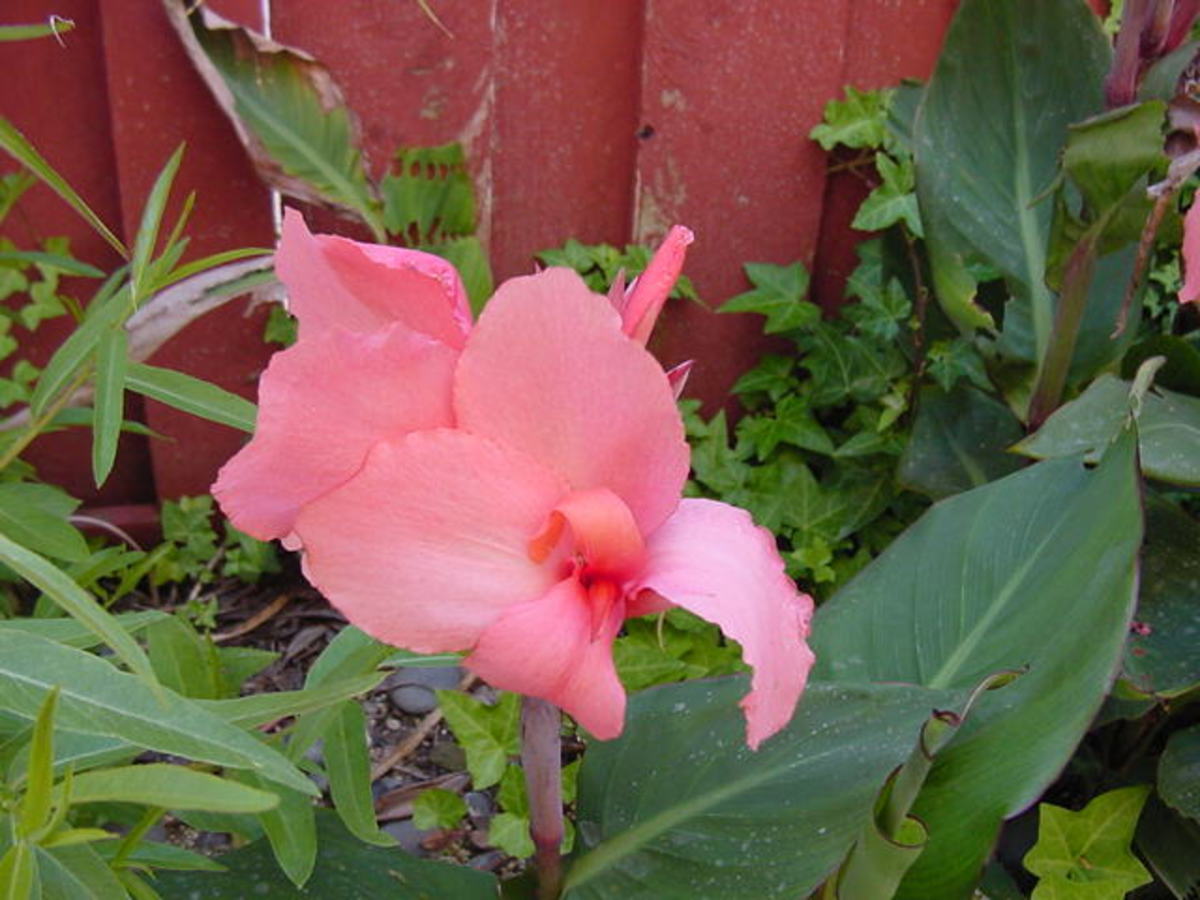 How to Grow Canna Lilies From Seed