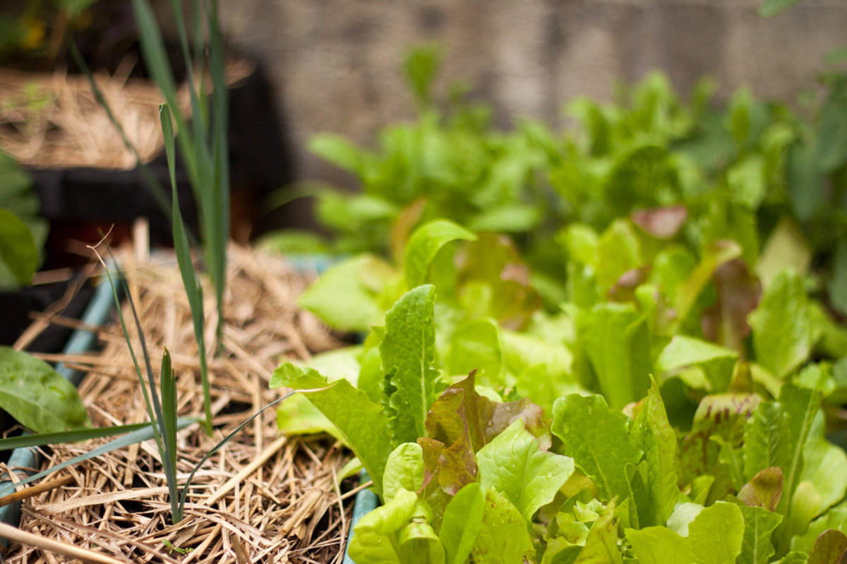 How to Grow Mixed Greens (Mesclun) in Your Garden - Dengarden