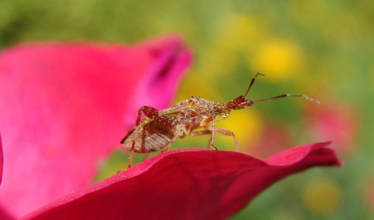 Insects on Roses: Identification Guide to the Bugs and Insects That Attack Rose Plants