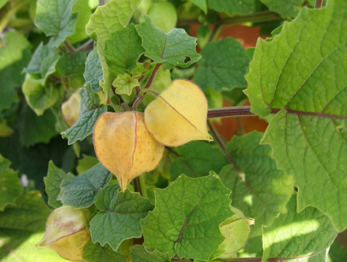 A Comprehensive Guide to Growing Pineapple Ground Cherries in the U.S.