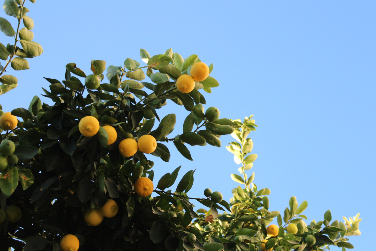 How to Plant and Manage a Citrus Orchard in the Tropics