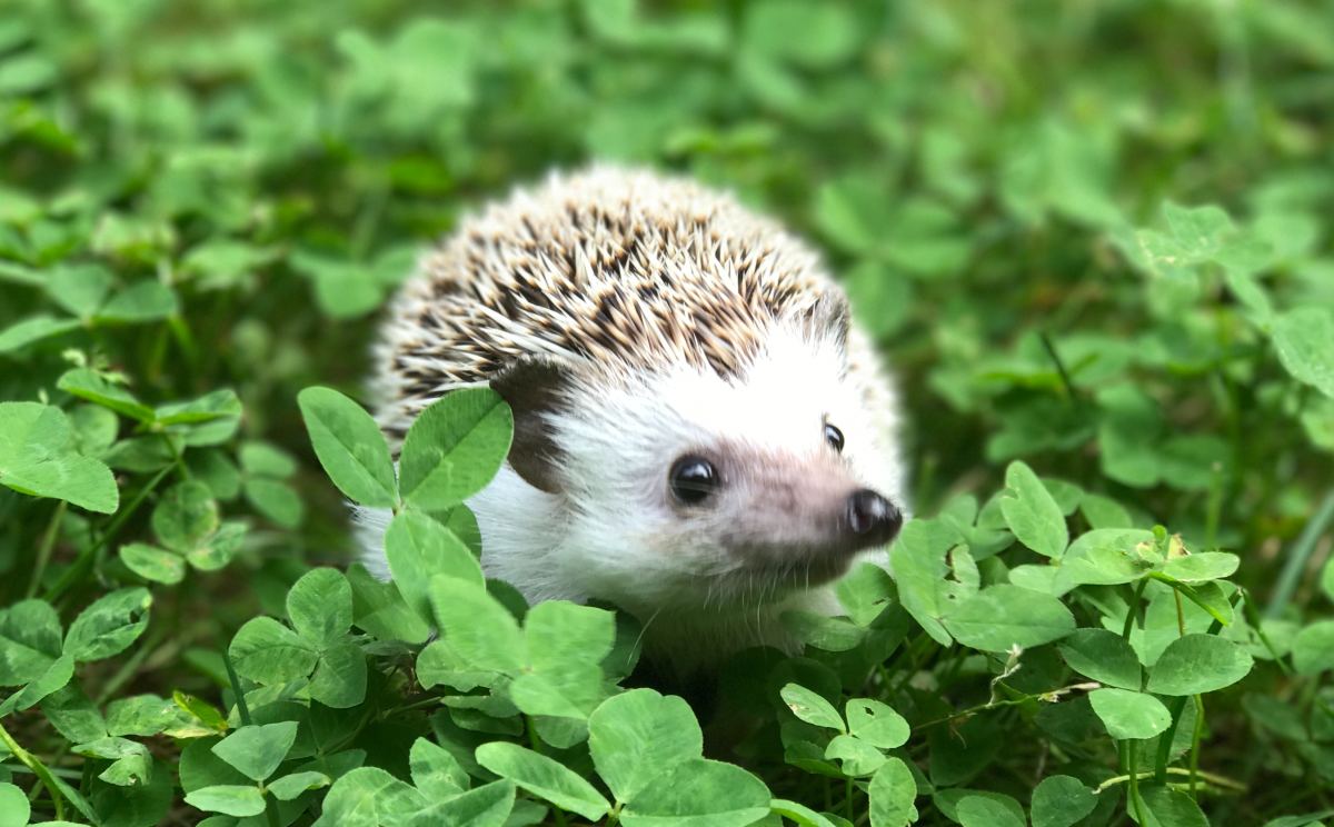 How to Be the Best Hedgehog Owner (With Pictures)