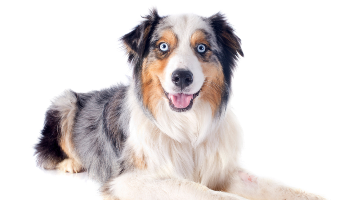 Are Australian Shepherds Aggressive Dogs? What You Need to Know