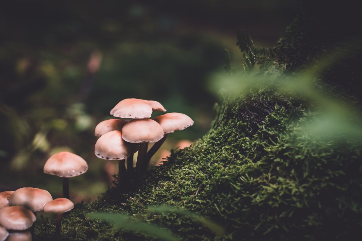 The ABCs of Identifying Mushrooms