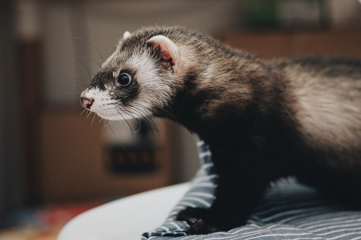 Why Ferrets Are the Happiest Pets