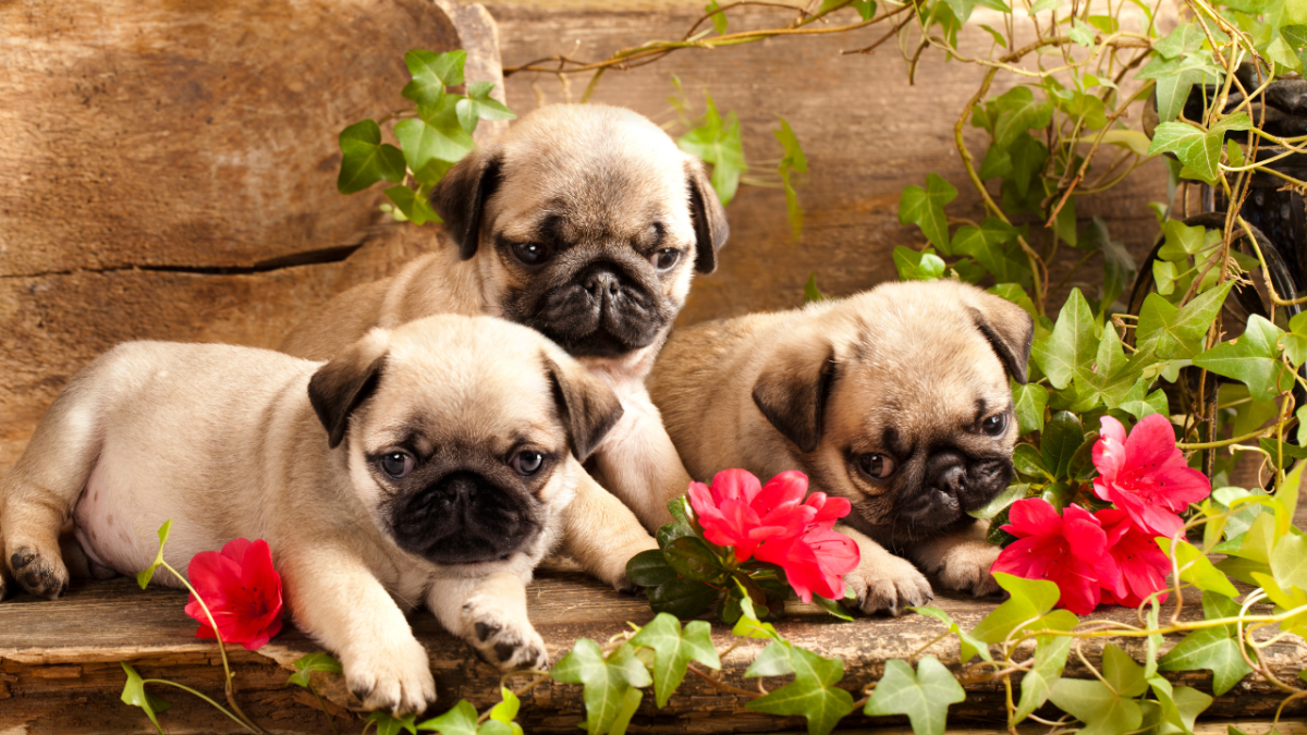 How to Choose a Pug Puppy: Male vs. Female Differences