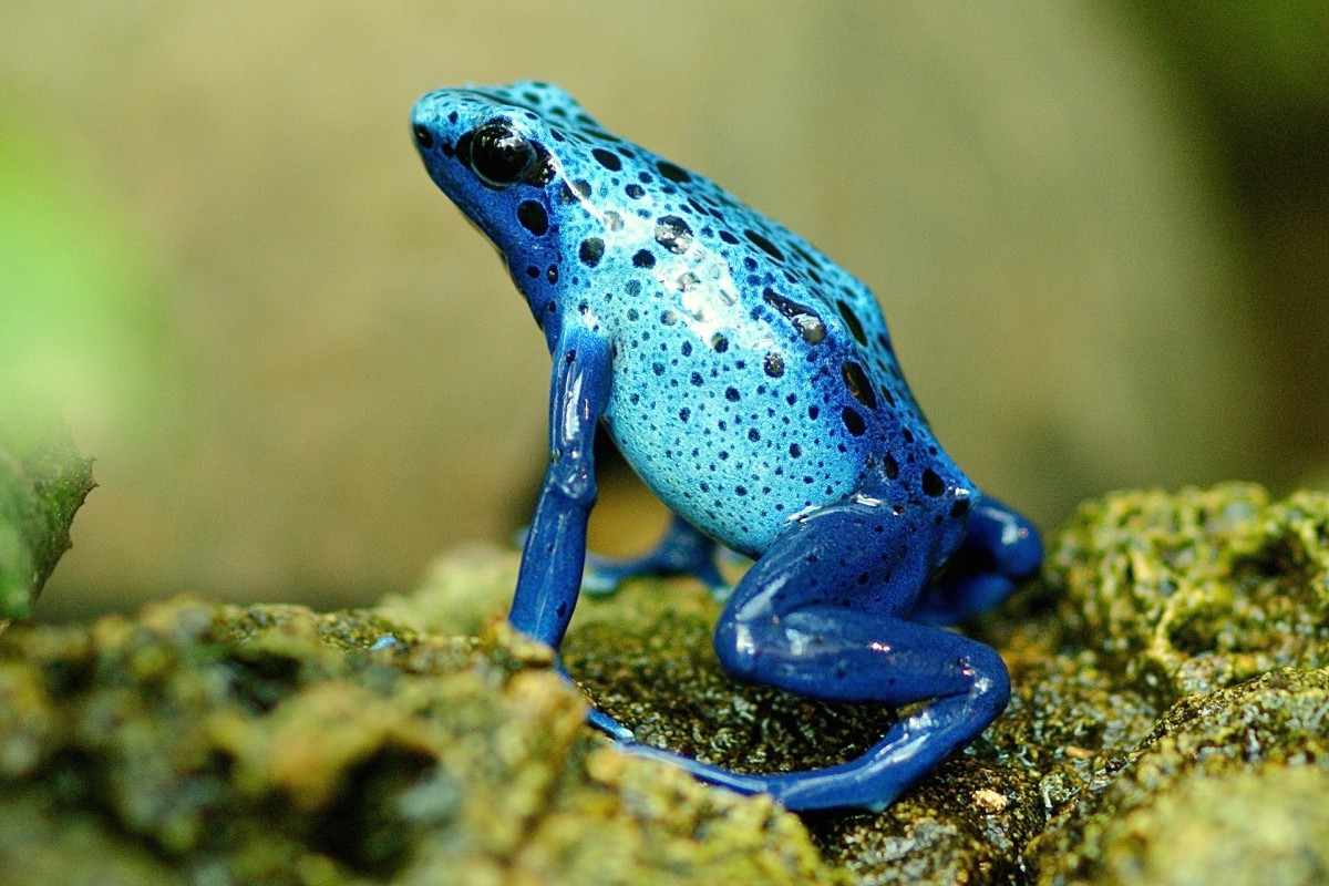 Frogs: Fascinating and Diverse Amphibians