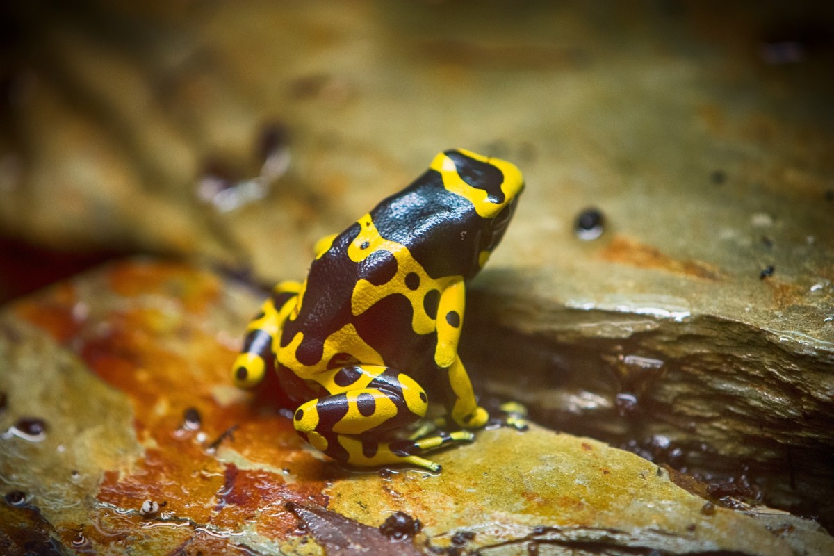 Fascinating Frogs 