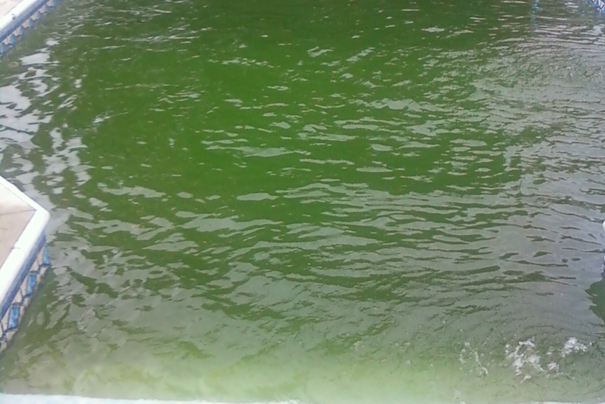 I Had the Worst Pool Algae This Spring