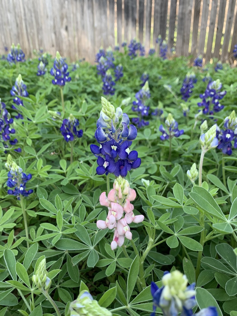 Bluebonnets - The State Flower of Texas