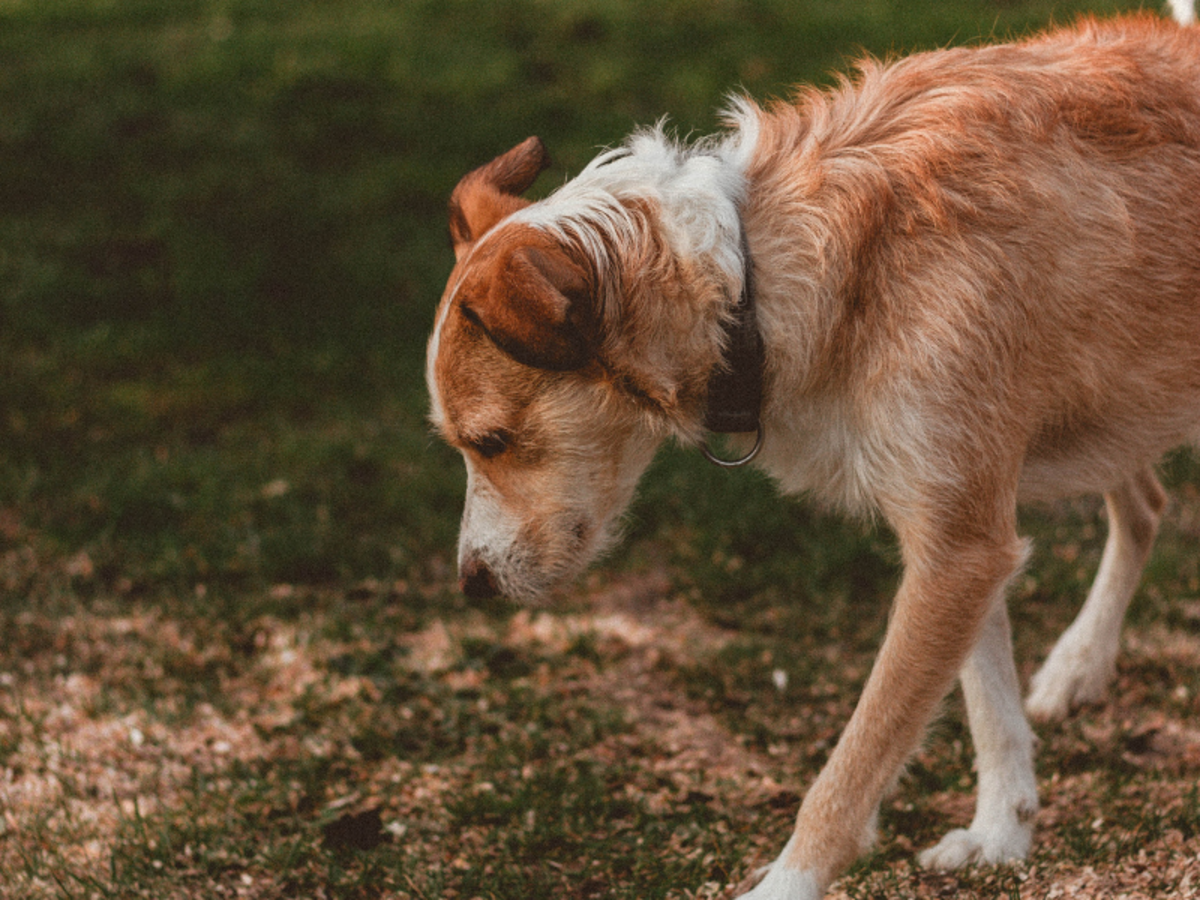 Why Is My Dog Throwing Up Yellow Bile And What Should I Do TrendRadars