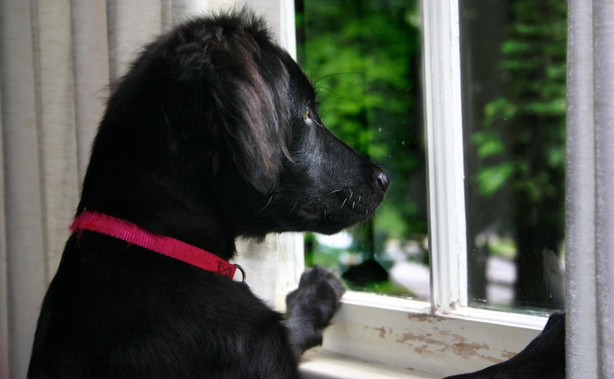 Separation Anxiety in Puppies: All You Need to Know - PetHelpful