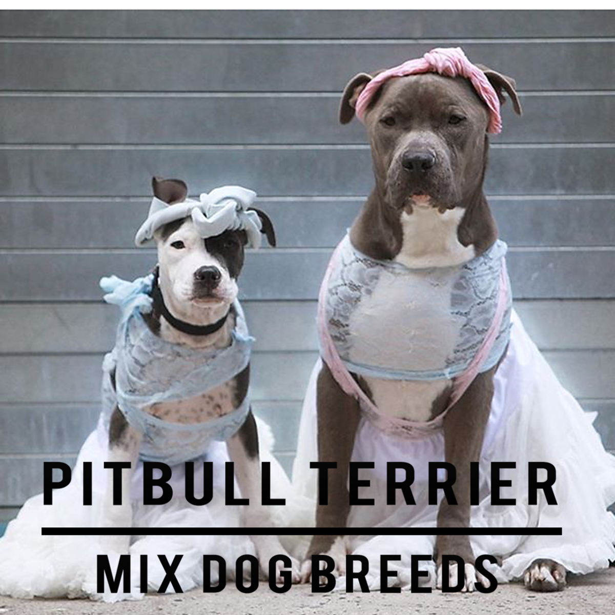 15 Pitbull Terrier Mix Dog Breeds