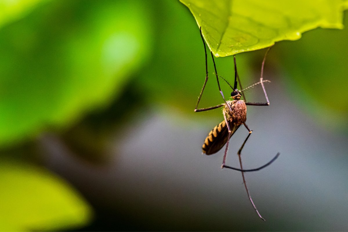Natural Ways to Control Mosquitoes in Your Garden