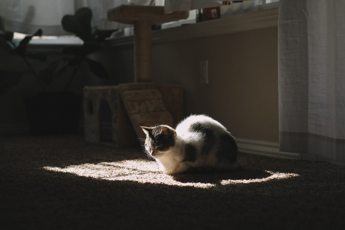 Best Carpet Cleaning Solutions for Pet Stains