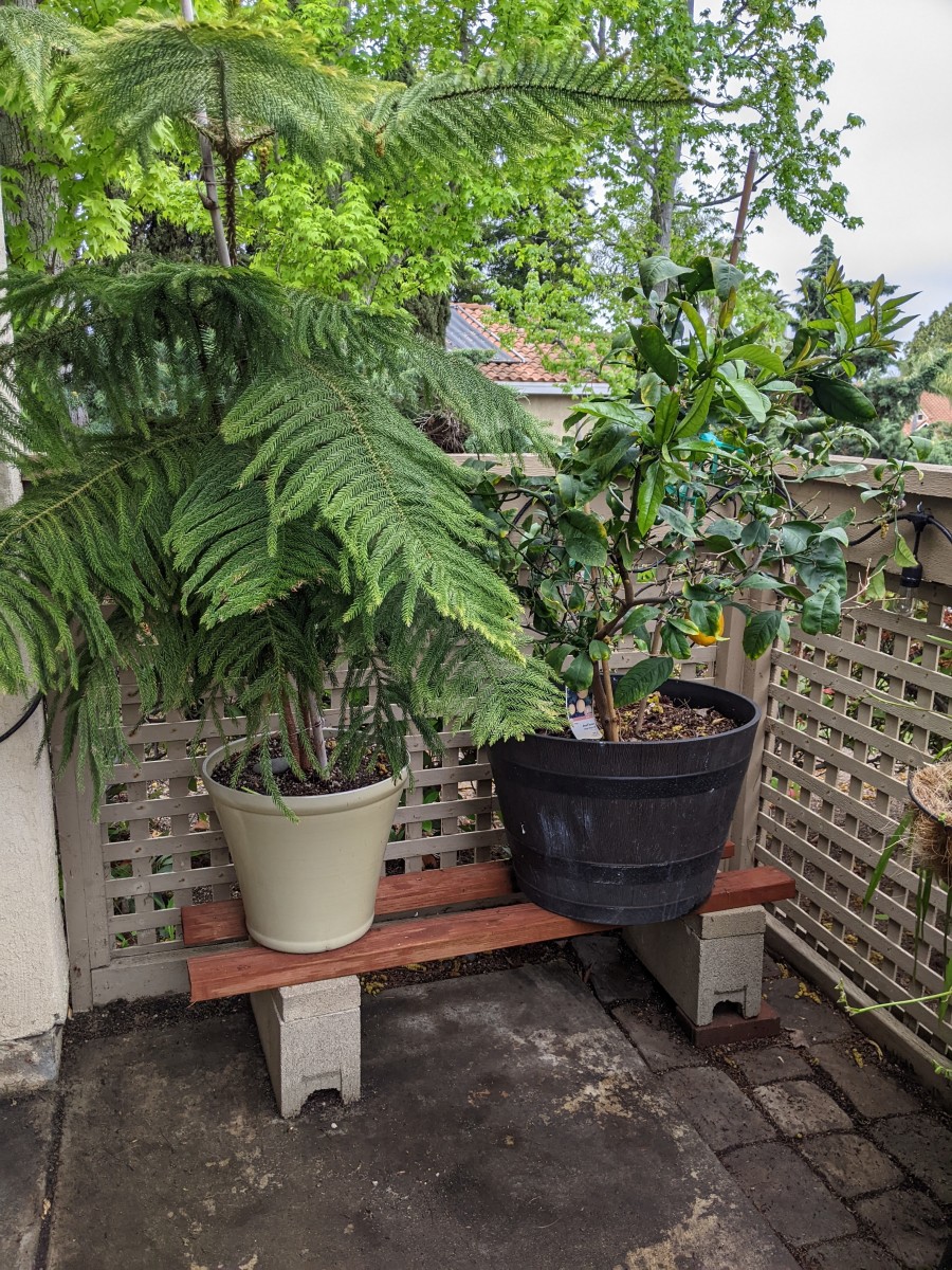 Tips for the Aspiring Urban Gardener HubPages