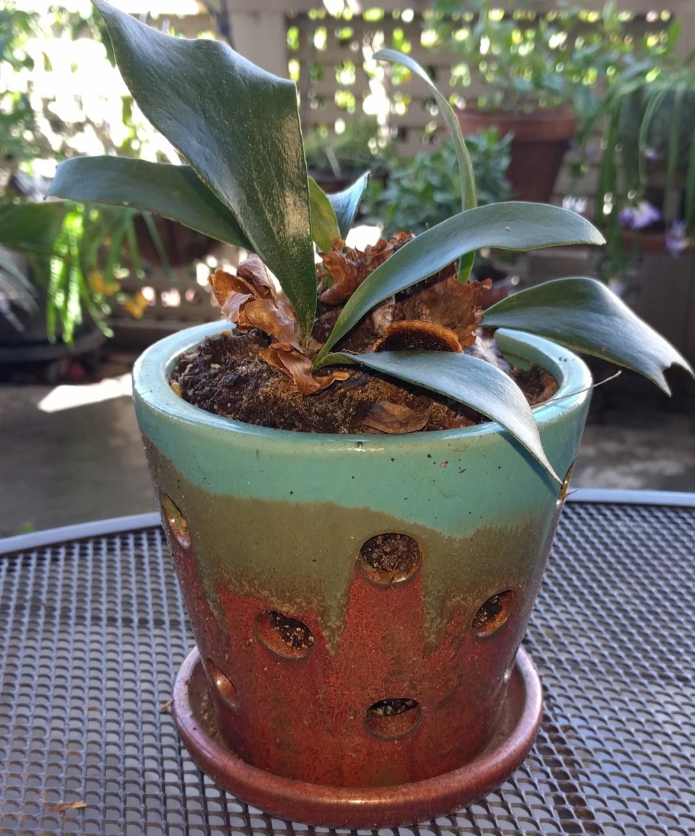 Tips for the Aspiring Urban Gardener HubPages