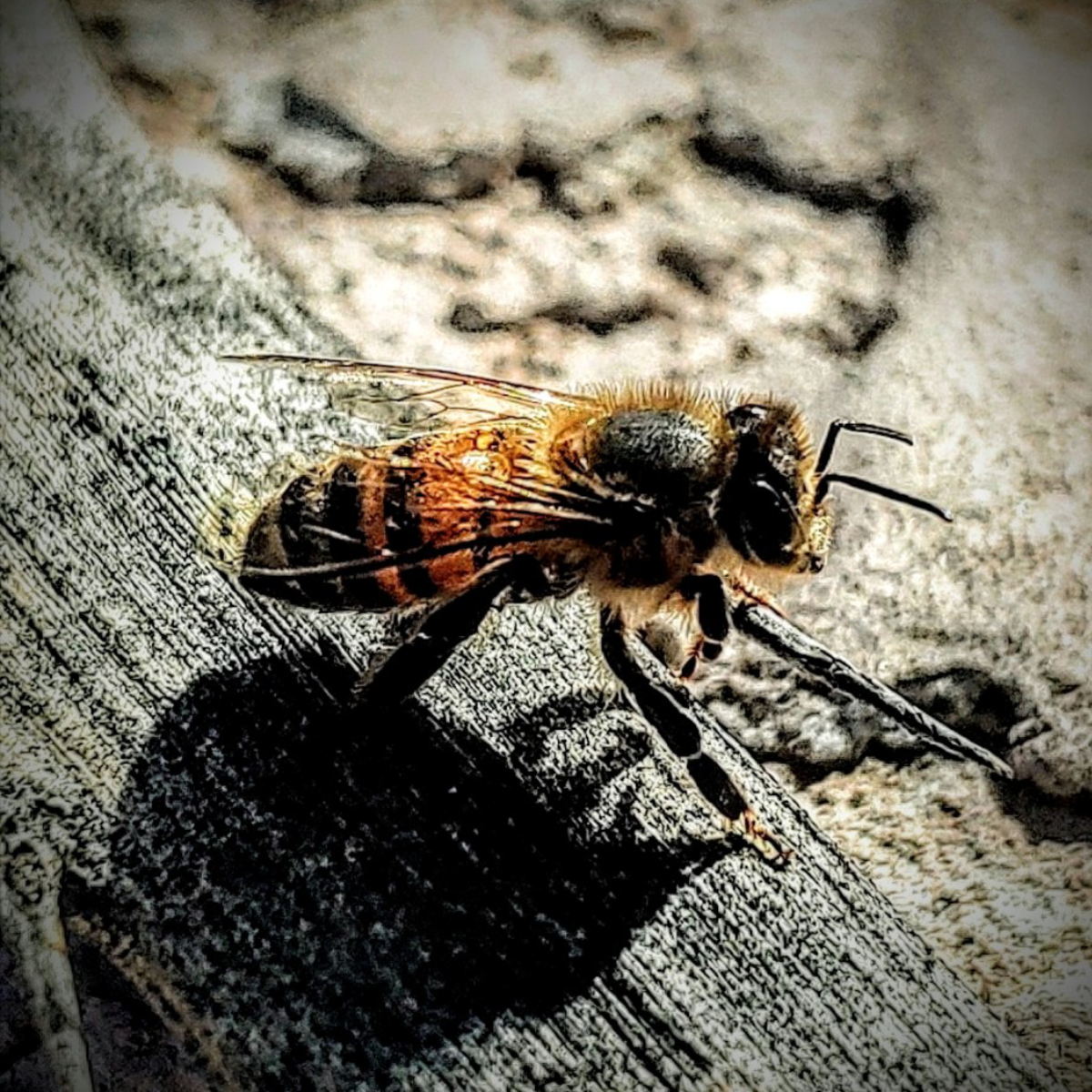 The Joyful Tale of the Honey Bee on a Stick