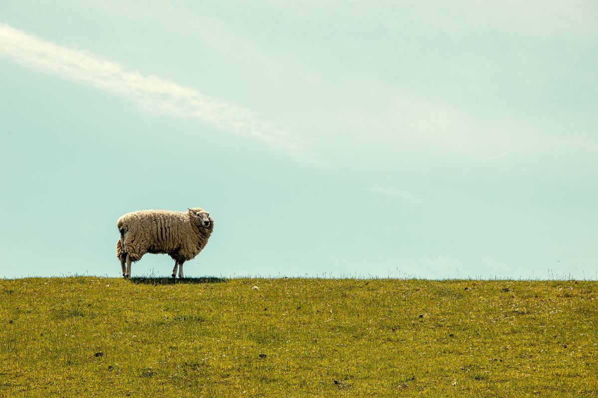 Poem 290: A sheep with a lion skin & 291: Jeans