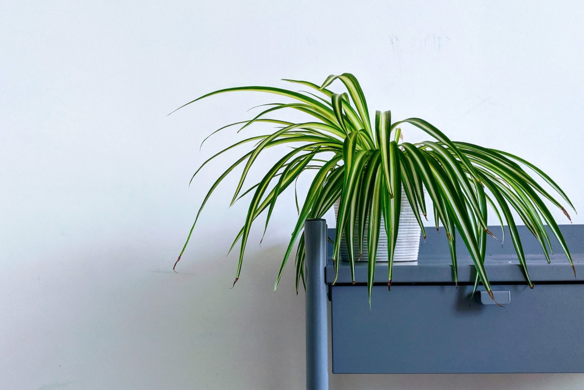 Why Your Spider Plant Has Brown Tips and What to Do