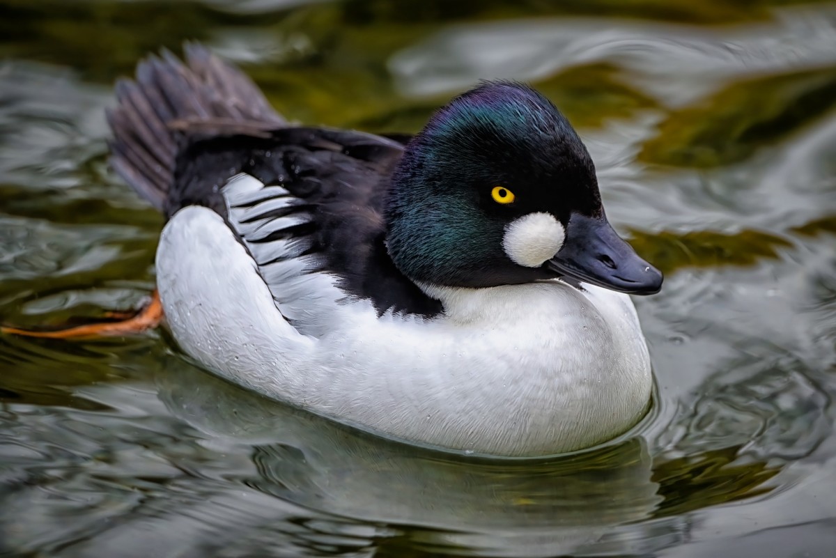 Whether dabbling ducks of diving, ducks are fun to watch in the winte
