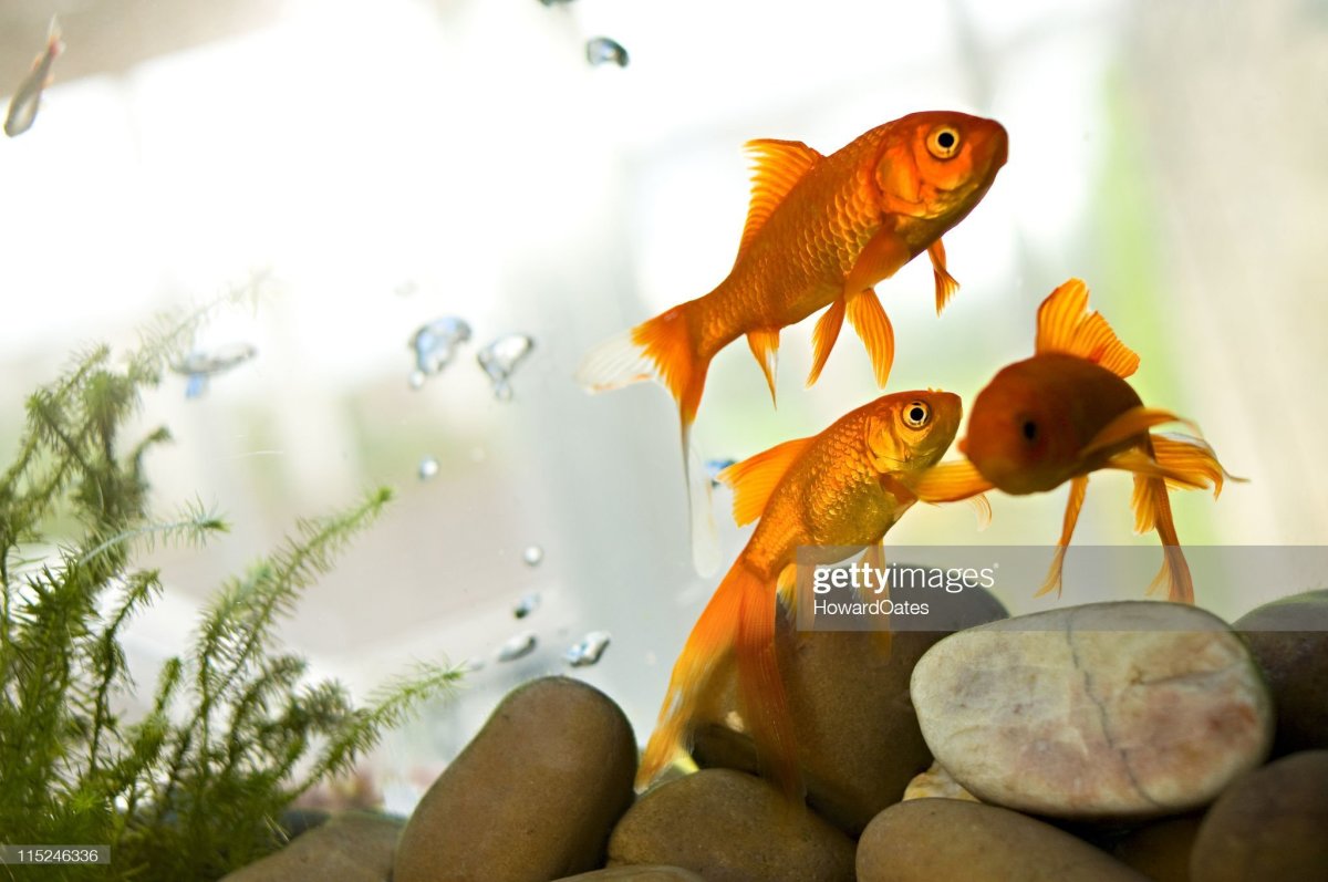 Goldfish Tank Mates - HubPages
