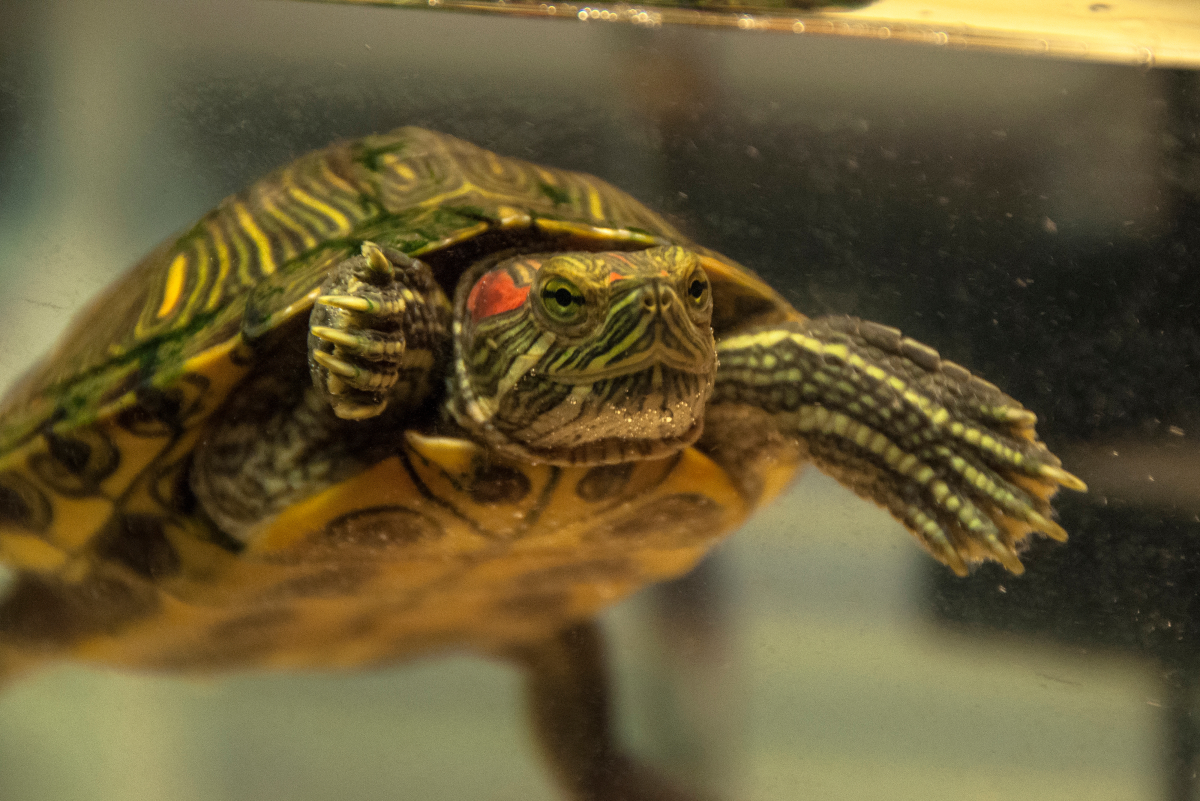 Turtle Care 101: How to Take Care of a Turtle